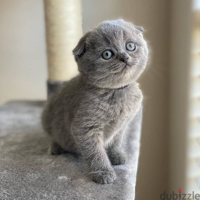 Adorable Scottish Fold Kitten 1