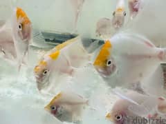Angel fish for sale