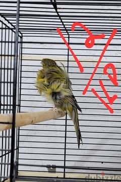 Italian frill cannary male for sale with cage