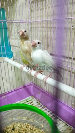 Fawn java. . . and White Albiono java with cage for sale