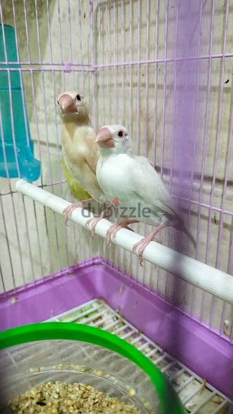 Fawn java. . . and White Albiono java with cage for sale 0