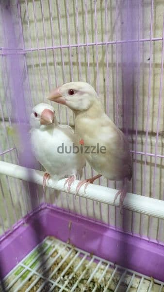 Fawn java. . . and White Albiono java with cage for sale 1