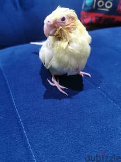 Baby Cockatiel 3 week old yellow and white color