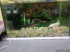 fish and tank for sale