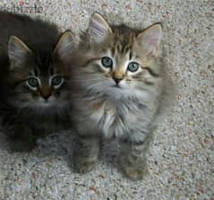 Whatsapp me +96555207281 Healthy American Bobtail kittens for sale