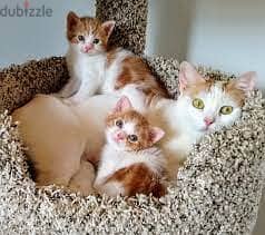 Whatsapp me +96555207281 Aphrodite Giant kittens for sale
