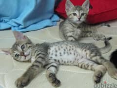 Whatsapp me +96555207281 Arabian Mau kittens for sale