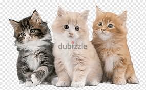 whatsapp me +96555207281 Healthy Asian Semi-longhair kittens for sale