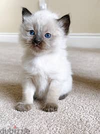 Whatsapp me +96555207281 Cutest Balinese kittens for sale