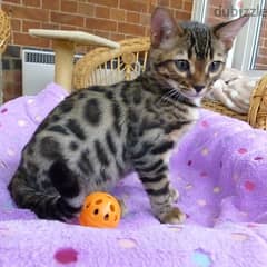 Whatsapp me +96555207281 Adorable cute Bengal kittens for sale