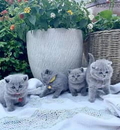 whatsapp me +96555207281 Good British Shorthair kittens for sale