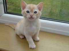 Whatsapp me +96555207281 Healthy tw Burmese kittens for sale