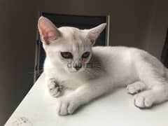 whatsapp me +96555207281 Perfect nice Burmilla kittens for sale