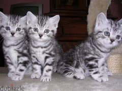 Whatsapp me +96555207281 Vaccinated California Spangled kitten