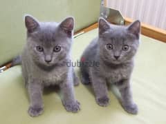 Whatsapp me +96555207281 Best Chartreux kittens for sale 0