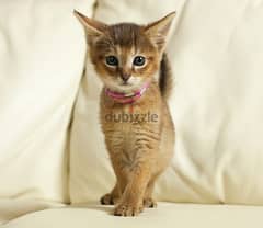 Whatsapp me +96555207281 Friendly Chausie kittens for sale 0