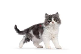 Whatsapp me +96555207281 Cymric, Manx Longhair or Long-haired kittens