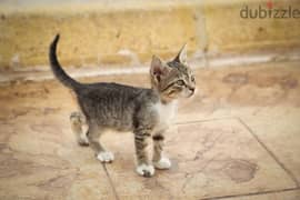 Whatsapp me +96555207281 Cyprus kittens for sale
