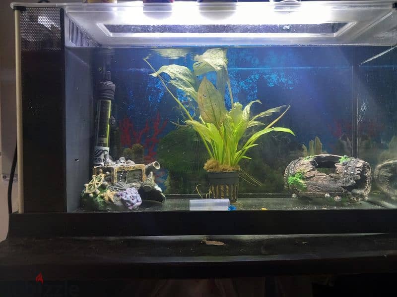 aquariums for sale full accessories filter oxygen and light and stone 4