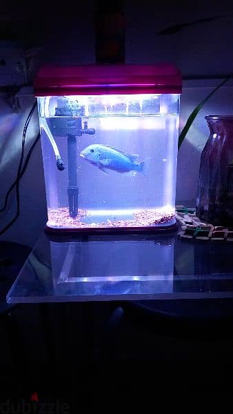 aquariums for sale full accessories filter oxygen and light and stone 5