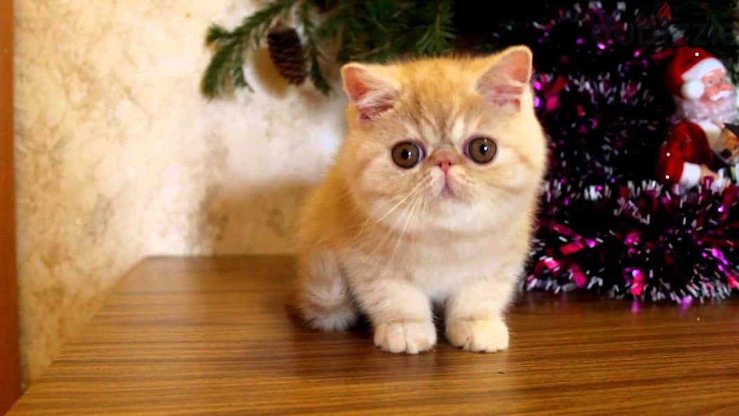 M/F Exotic Shortahir kittens for sale whatsapp +96555207281 1