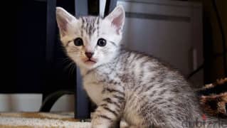 Whatsapp me +96555207281 Best Egyptian Mau kittens for sale 0