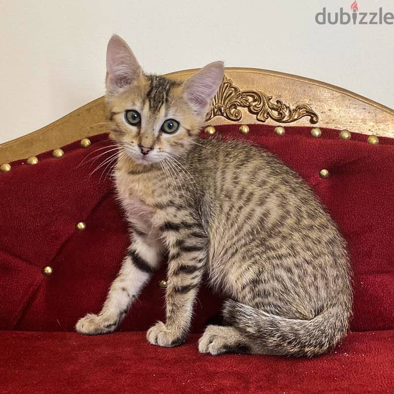 Whatsapp me +96555207281 Best Egyptian Mau kittens for sale 1