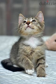 Whatsapp me +96555207281 Healthy European Shorthair kittens for sale