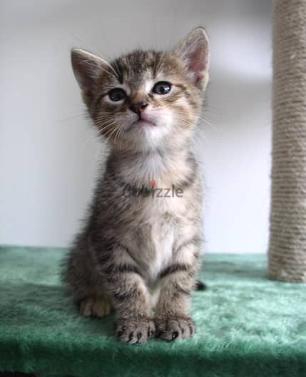 Whatsapp me +96555207281 Healthy European Shorthair kittens for sale 1