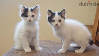 whatsapp me +96555207281 Lovely Japanese Bobtail kittens for sale
