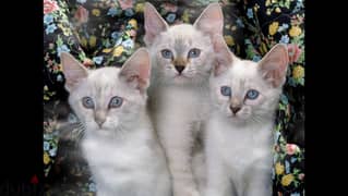 Whatsapp me +96555207281 Javanese kittens for sale