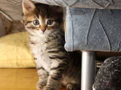 whatsapp me +96555207281 Kanaani kittens for sale