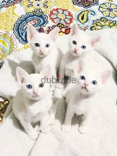 whatsapp me +96555207281 Khao Manee kittens for sale