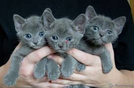 Whatsapp me +96555207281 Nice Korat kittens for sale