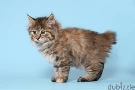 whatsapp me +96555207281 Kurilian Bobtail kittens for sale
