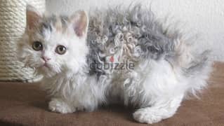 Whatsapp me +96555207281 Lambkin kitten kittens for sale