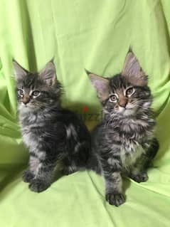 whatsapp me +96555207281 Good two Maine Coon kittens for sale