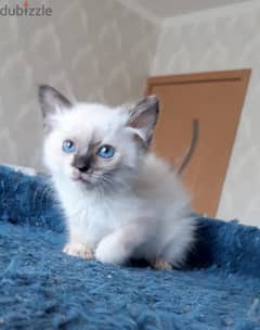 Whatsapp me +96555207281 Mekong Bobtail kittens for sale