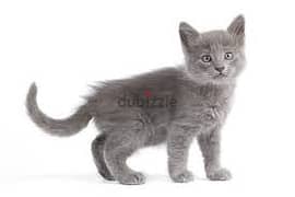 Whatsapp me +96555207281 Nebelung kittens for sale