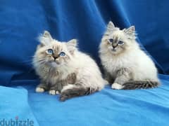 whatsapp me +96555207281 Neva Masquerade kittens for sale