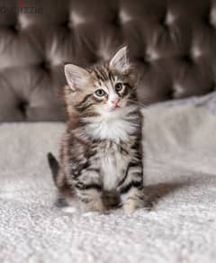 Whatsapp me +96555207281 Charming Norwegian Forest kittens for sale
