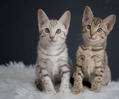 Whatsapp me +96555207281 Healthy Ocicat kittens for sale
