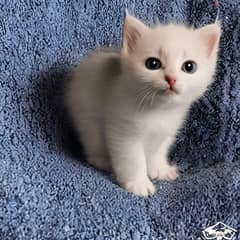 whatsapp me +96555207281 Ojos Azules kittens for sale