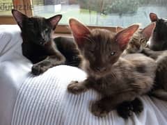 Whatsapp me +96555207281 two Oriental Longhair kittens for sale