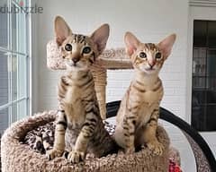 whatsapp me +96555207281 Nice Oriental Shorthair  kittens for sale
