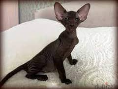 Whatsapp me +96555207281 Lovely Peterbald kittens for sale