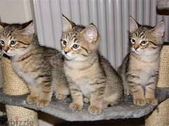Whatsapp me +96555207281 Pure Pixie-bob kittens for sale