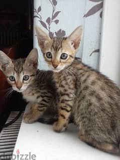 Whatsapp me +96555207281 Serengeti kittens for sale