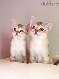 Whatsapp me +96555207281 Good Singapura kittens for sale