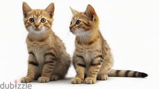 whatsapp me +96555207281 Sokoke kittens for sale